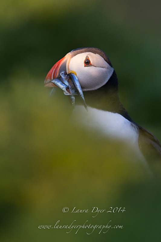 Puffin in the Green - Seabirds