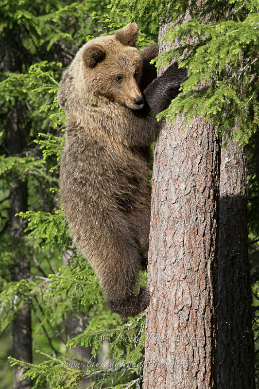 Climbing Cub - Finland