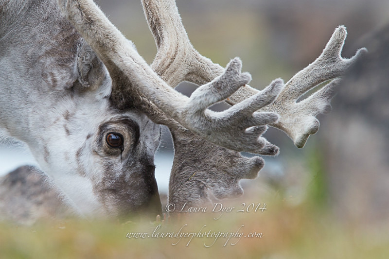 Grazing Reindeer - Svalbard