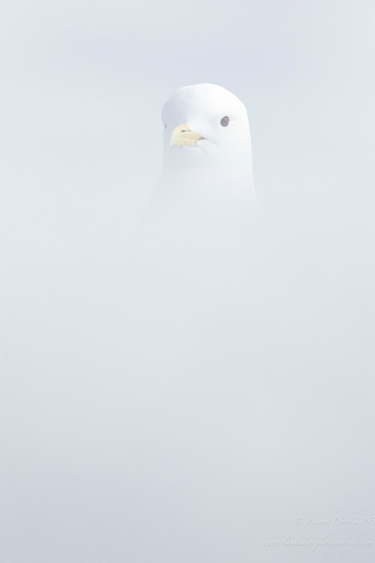 Hidden kittiwake - Svalbard