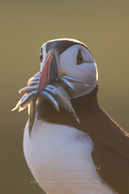 Dinner for the chick - Seabirds