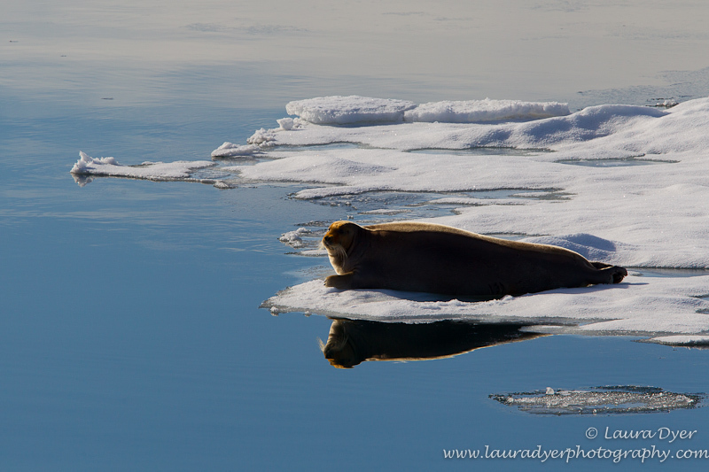 Bearded seal on ice - Svalbard