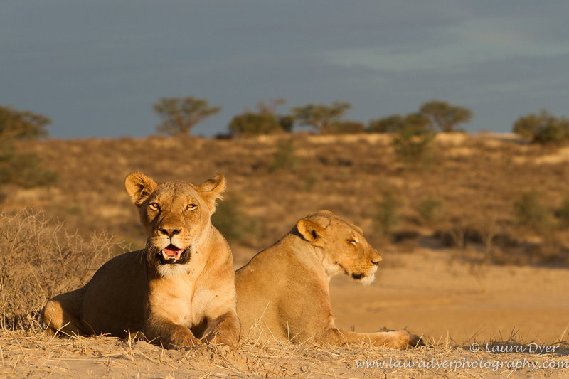 Stormy sunset - Lions