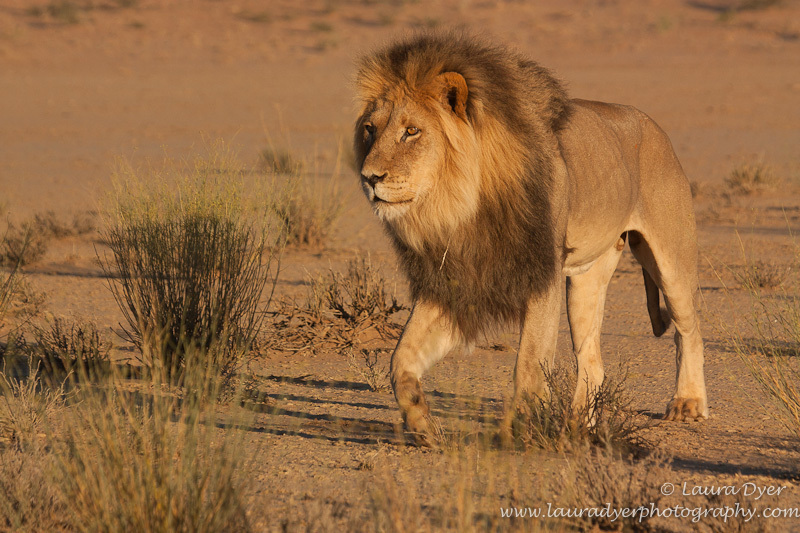 Kalahari Black-maned beauty - Lions