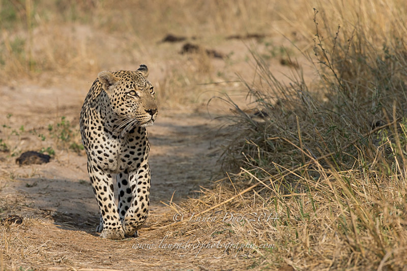 Confident glance - Leopards