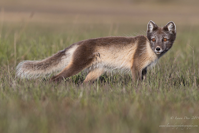 Polar Fox - Svalbard