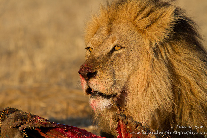 Kalahari King - Lions