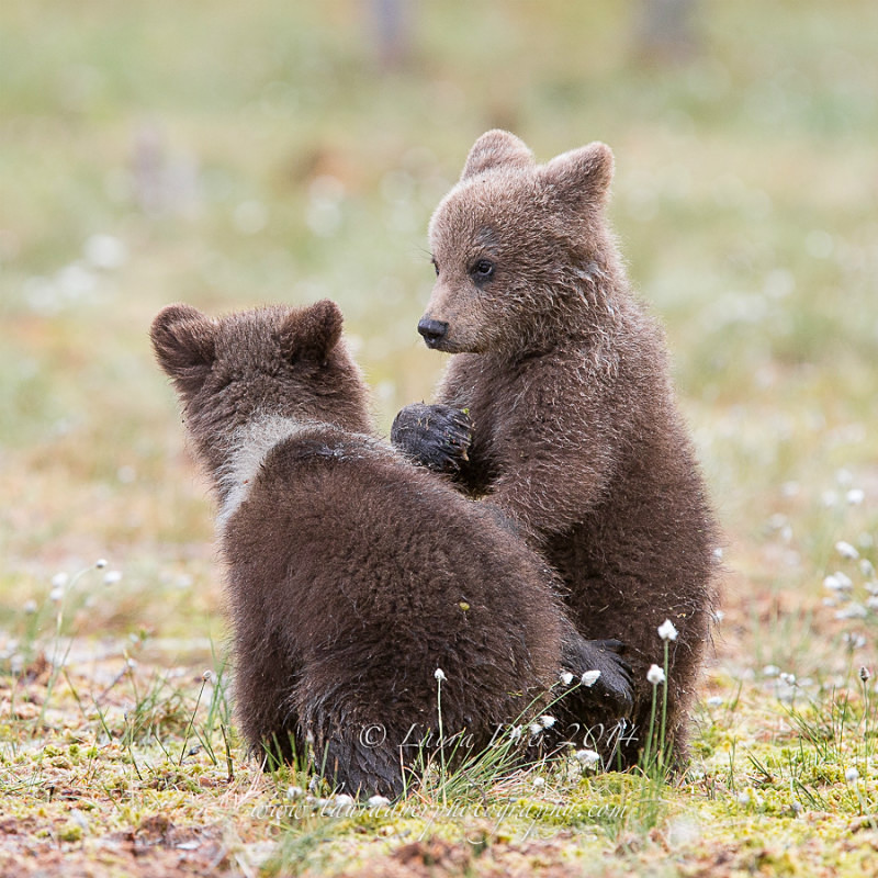 Spring cubs - Finland