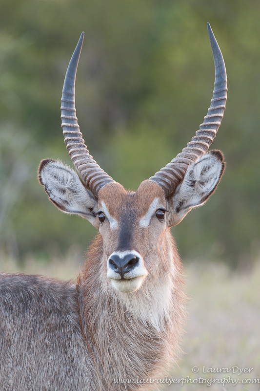 Waterbuck male at sunset
