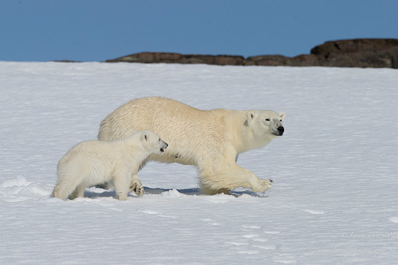Young cub and mother - Svalbard