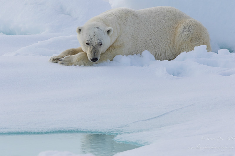  - Svalbard