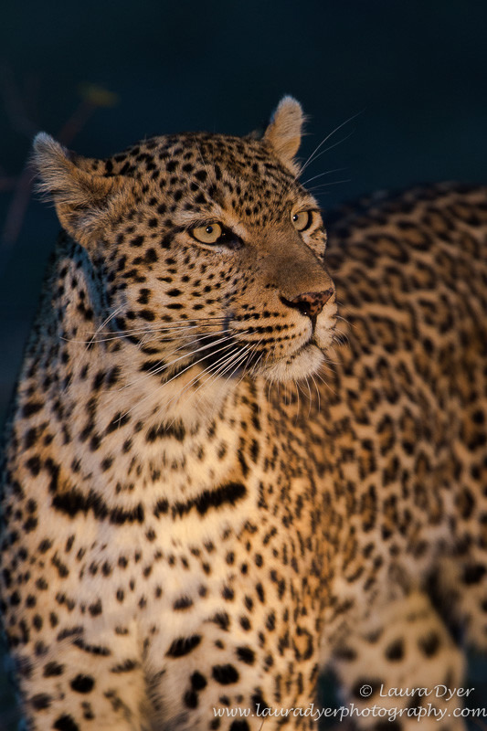 Rollercoaster spotlit portrait - Leopards