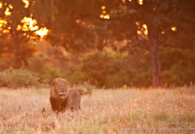 Male lion at sunrise