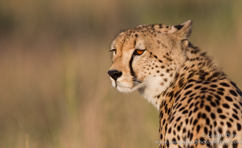Cheetah portrait in Kruger