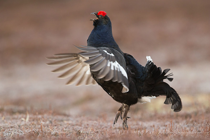 Lekking black grouse - British Wildlife