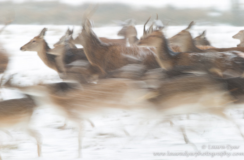 Stampeding deer - British Wildlife