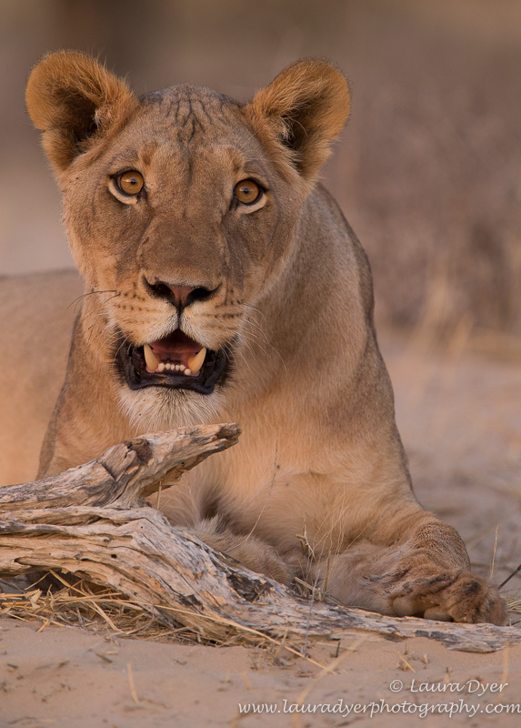Lioness at dusk - Lions