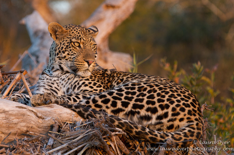 Leopard in the river - Leopards