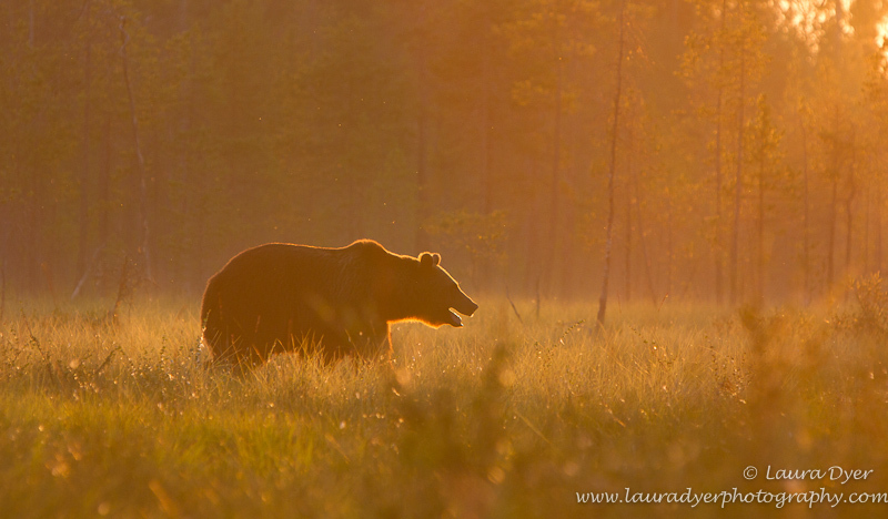 Brown bear at sunset - Finland