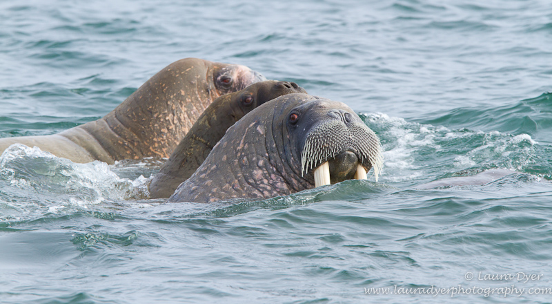 Arctic Walrus trio