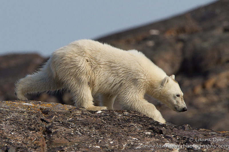 Bear cub on the move - Svalbard
