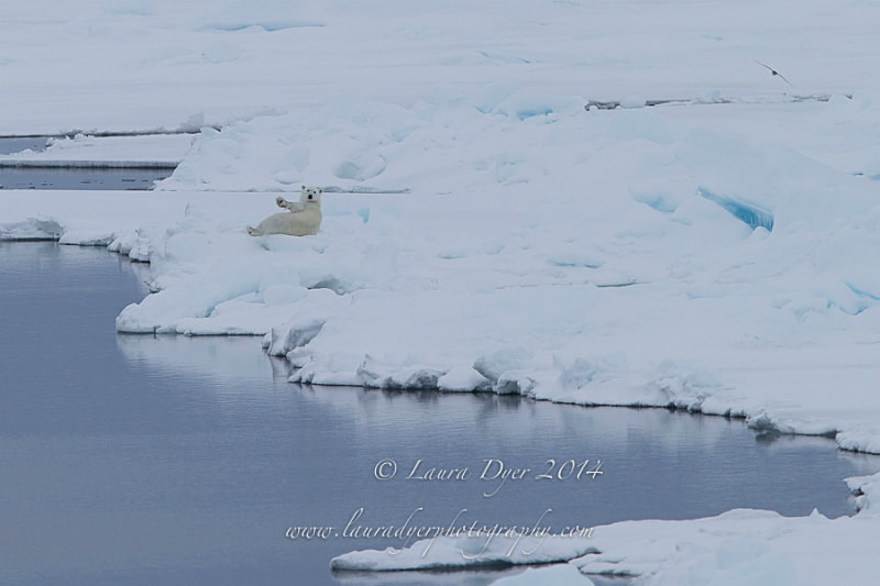 Waving Bear - Svalbard
