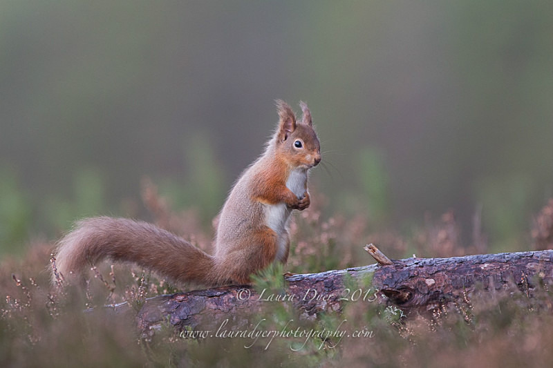 Red alert - British Wildlife