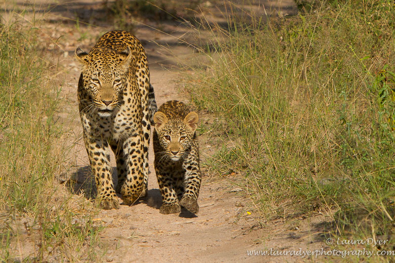 Leopard and cub