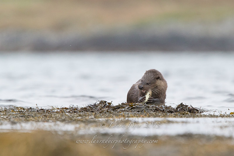Otter lunch - British Wildlife