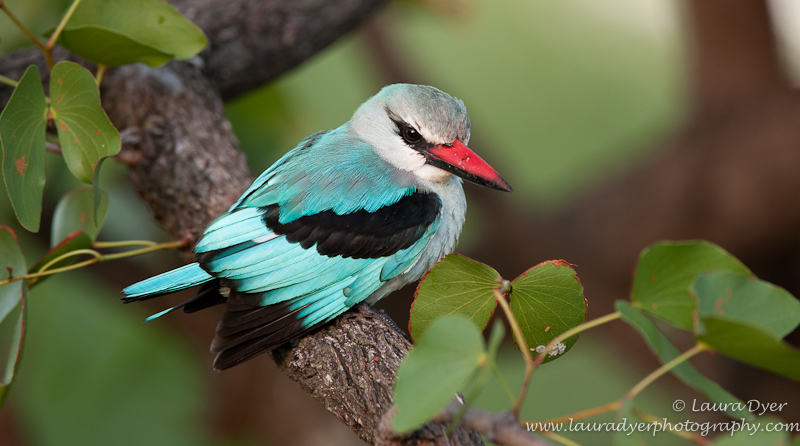 Woodlands Kingfisher at first light