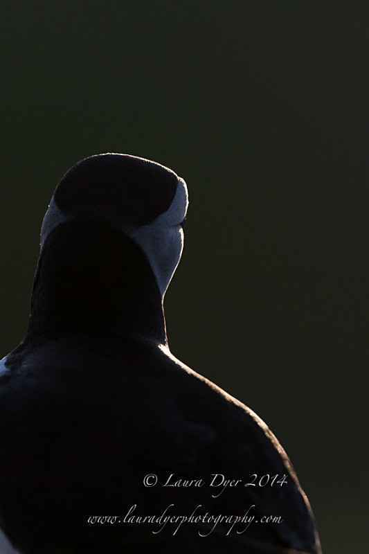 Puffin curves - Seabirds