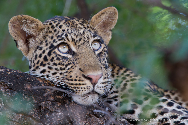 Leopard cub in tree