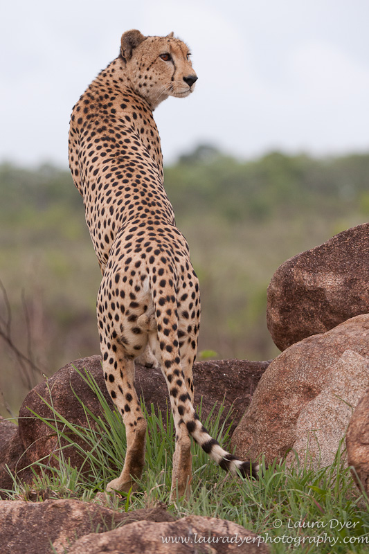 Hunting Cheetah