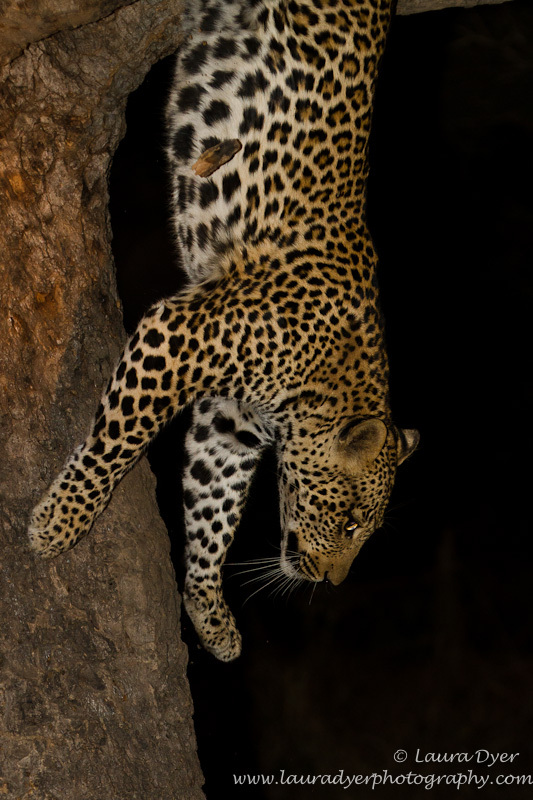 Descending tree - Leopards