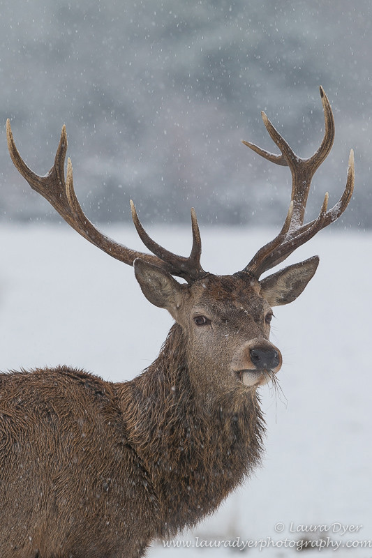 Snowy Stag - British Wildlife