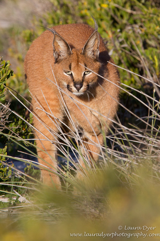 Stalking Caracal
