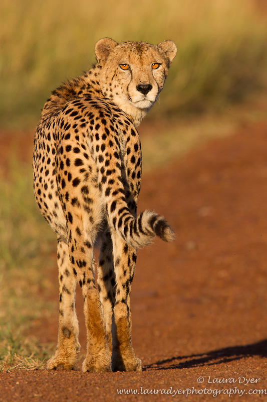 Sunrise cheetah - Cheetah