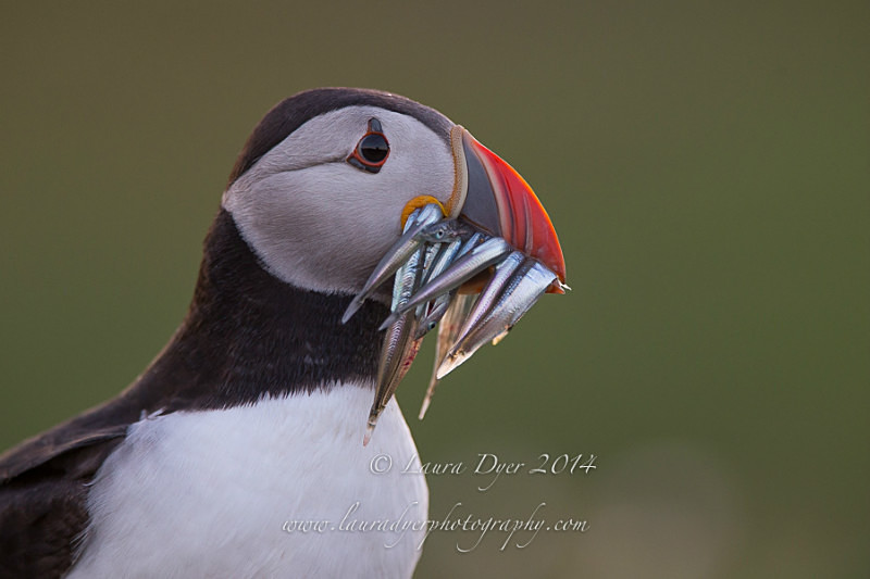A Mouthful of eels - Seabirds