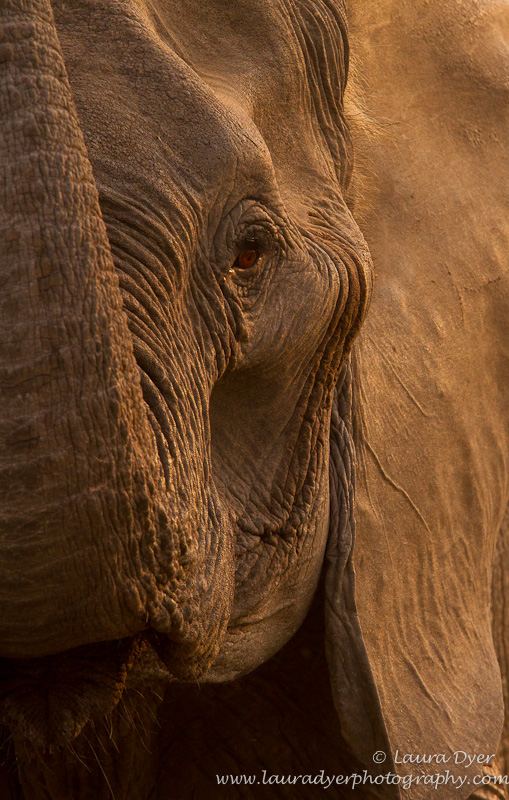 Gentle Giant- elephant portrait