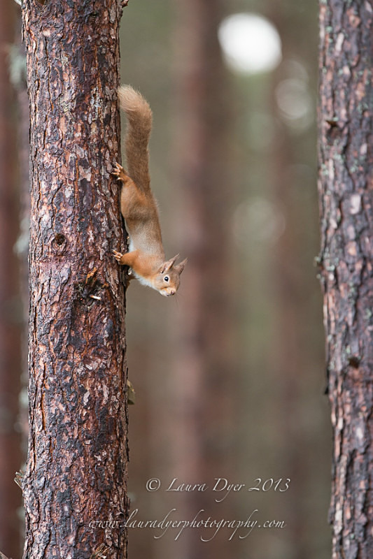 Red in the trees - British Wildlife