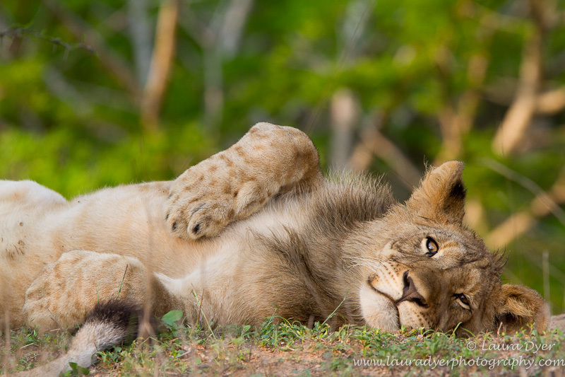Playful cub - Lions