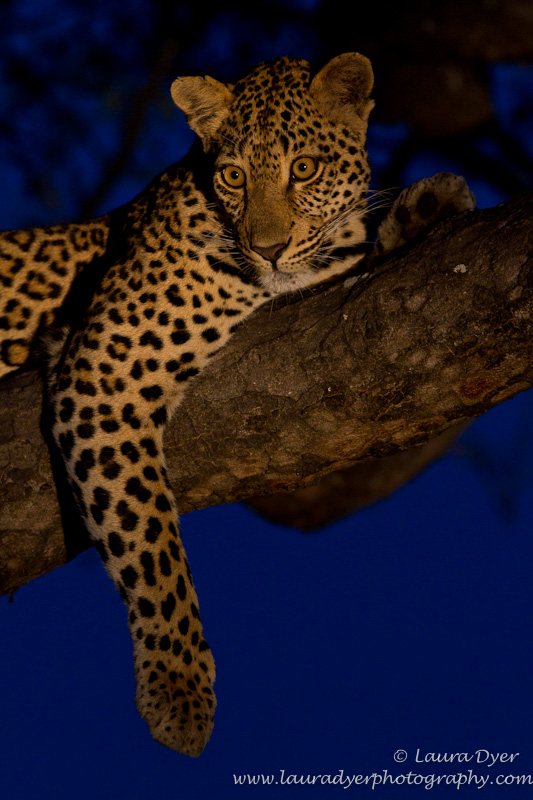 Leopard at twilight