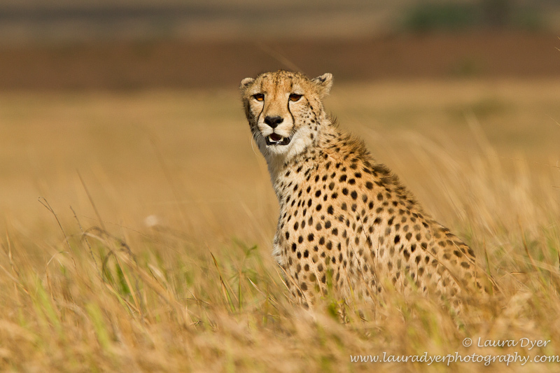 Marshland cheetah - Cheetah