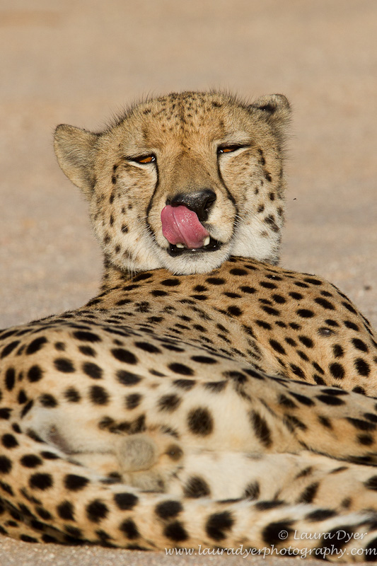 Cheetah portrait in Kruger