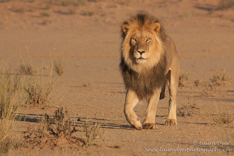 Marching Kalahari Male Lion