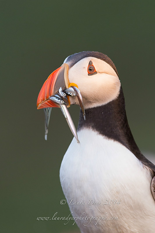 Food for the baby (Puffin with eels) - Seabirds