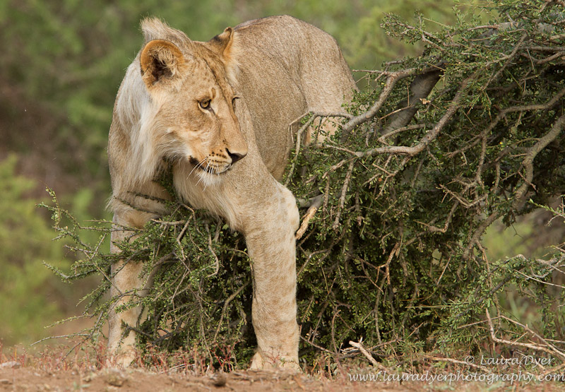 Playful lion and bush