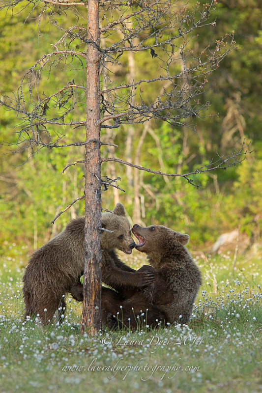 Playful bears - Finland