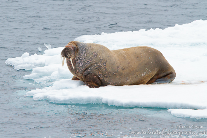 Walrus on an Ice Floe in Svalbard