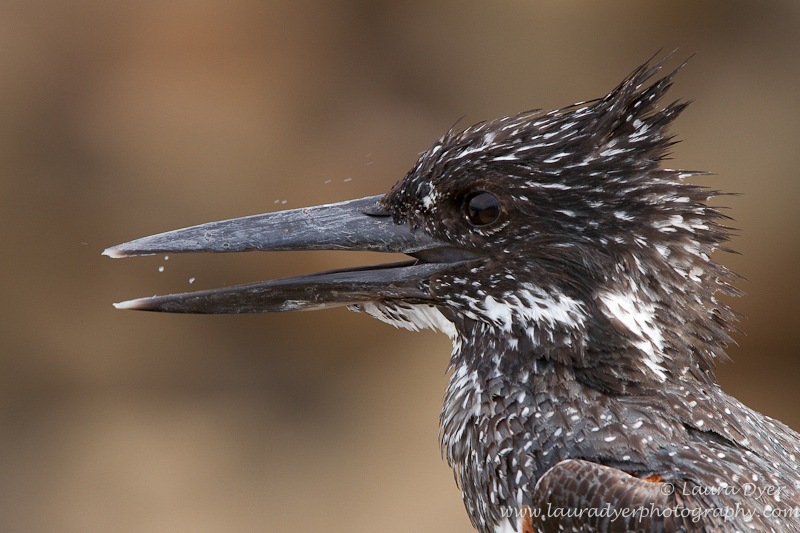 Giant Kingfisher portrait - Birds of Africa
